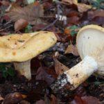 เห็ดป่า