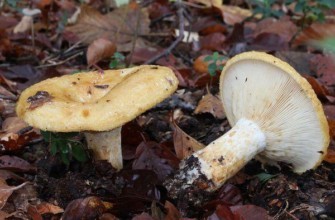 เห็ดป่า