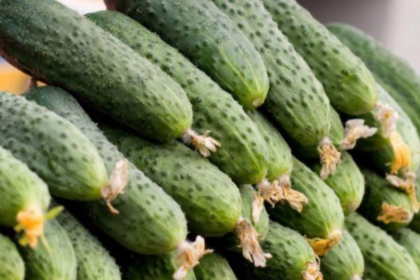 แตงกวาสด