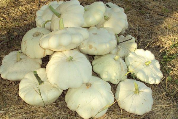 การเก็บเกี่ยวสควอช