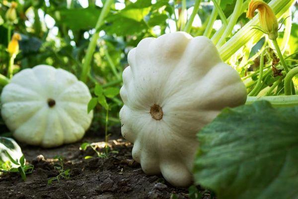 การปลูกสควอชแพตตี้แพน