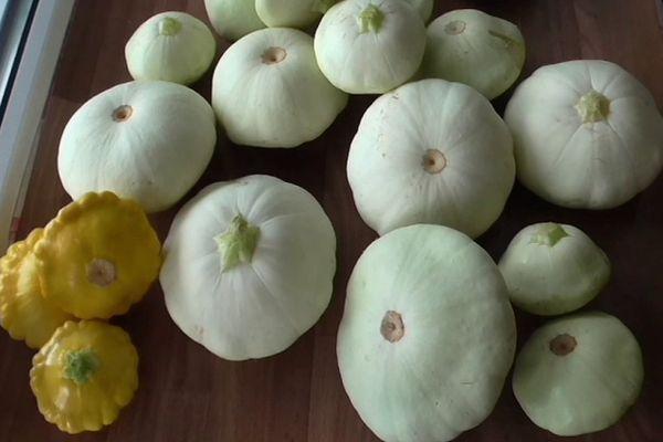 ผลไม้แพตทิสัน