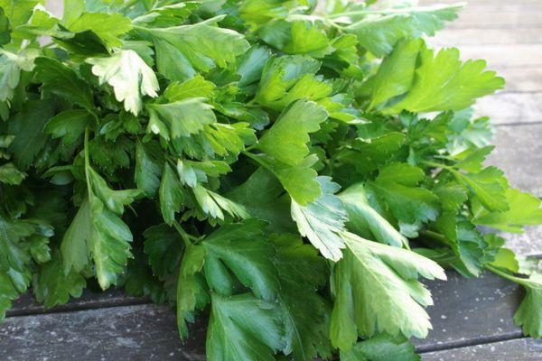 กิ่งผักชีฝรั่ง