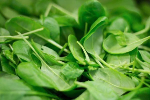 ใบไม้สีเขียว