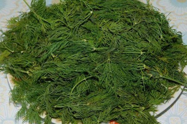 กิ่งผักชีลาว