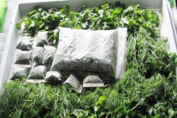 การแช่แข็งผักชีลาว