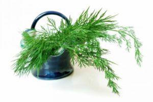 วิธีเก็บผักชีลาวให้สดในตู้เย็นและวิธีการแช่แข็งที่บ้าน