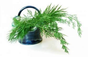 ผักชีลาวจากสวน