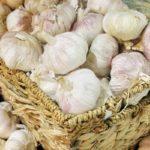 กระเทียมฤดูใบไม้ผลิในตะกร้า