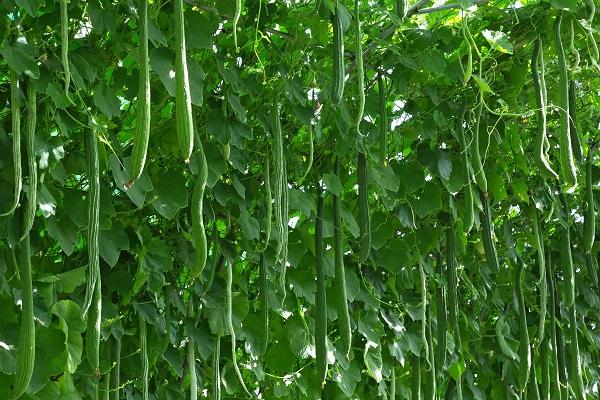 แตงกวาจีน