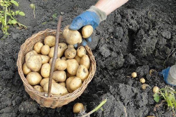 Un panier de pommes de terre