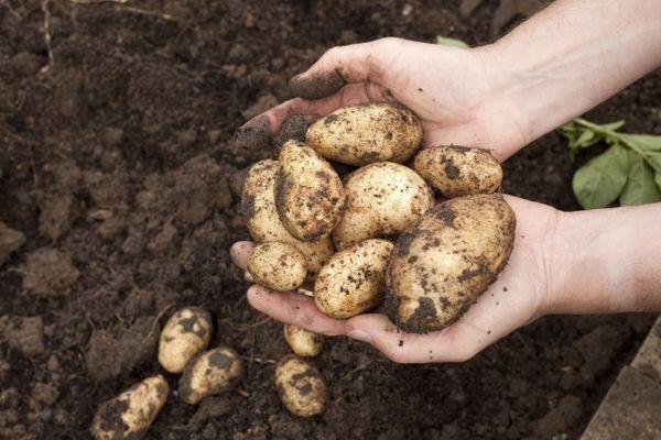Pommes de terre du jardin