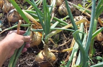 การประกอบคันธนู