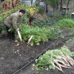 การเก็บเกี่ยวไชเท้า