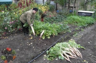 การเก็บเกี่ยวไชเท้า