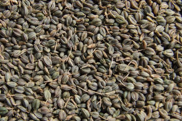 เมล็ดผักชีฝรั่ง