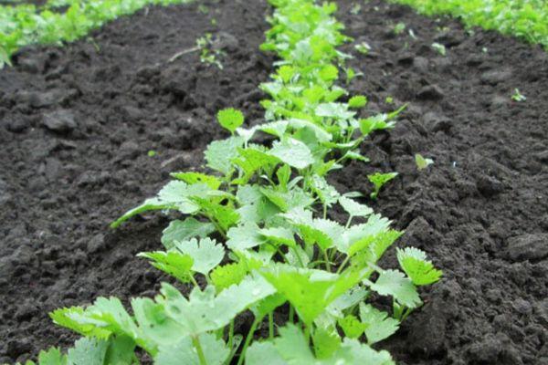 แปลงผักชี