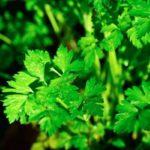 สมุนไพรสด