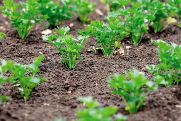 การปลูกผักใบเขียว