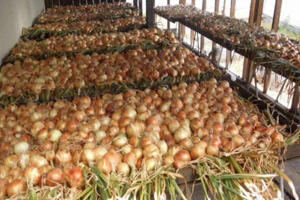 การเก็บรักษาหัวหอม