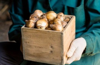 กล่องหัวหอม