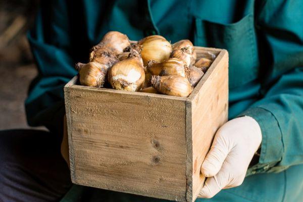 กล่องหัวหอม