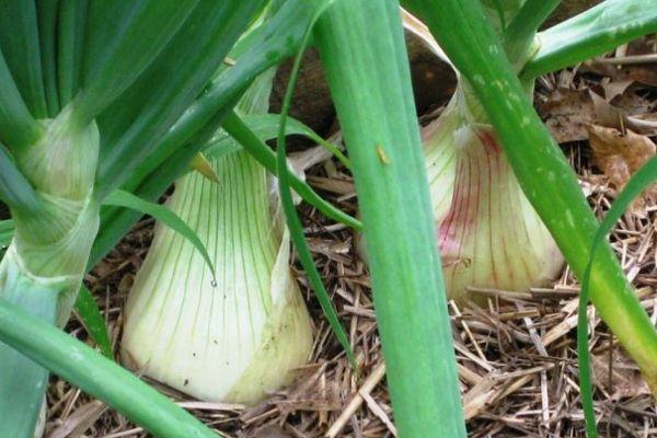 การปลูกหัวหอม