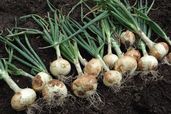 การเก็บเกี่ยวหัวหอม