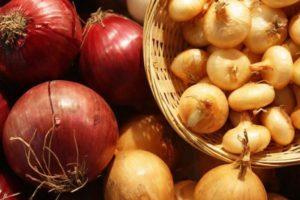 เมื่อใดจึงจะเก็บเกี่ยวหัวหอมในอาร์คันเกลสค์ เลนินกราด คาลินินกราด และภูมิภาคตะวันตกเฉียงเหนืออื่นๆ