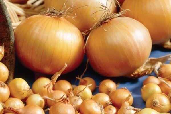 ชุดหัวหอม