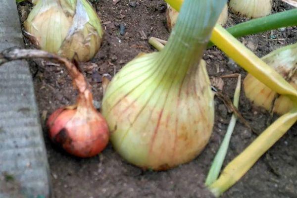 การเก็บเกี่ยวหัวหอม