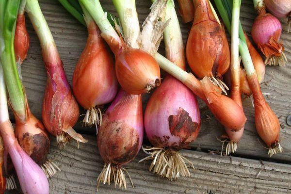 หัวหอมผลยาว