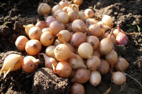 การเก็บเกี่ยวหัวหอม