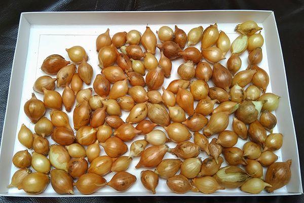 Séchage des oignons