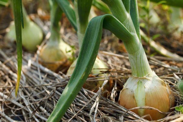 Cultiver des oignons