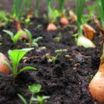 หัวหอมในสวน