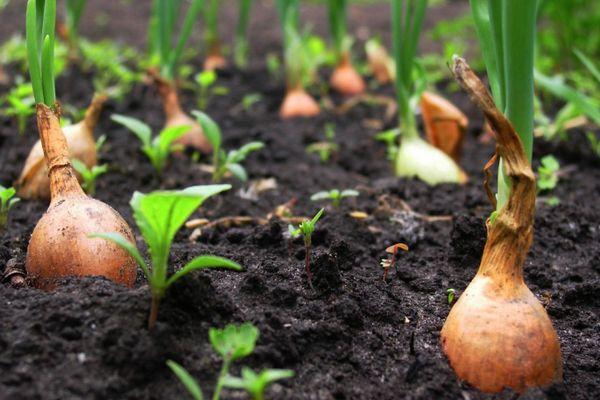 Oignons dans le jardin