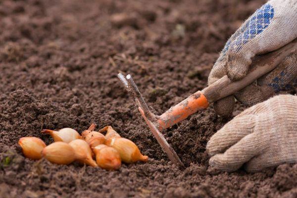 Semer des oignons
