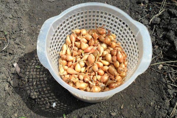 Panier d'oignons