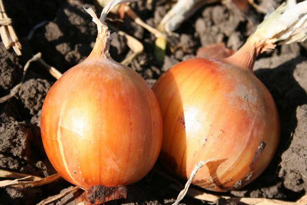 Deux oignons