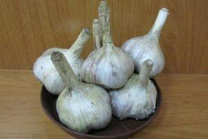 ควรเก็บเกี่ยวกระเทียมฤดูหนาวในไซบีเรียเมื่อใด เวลาปลูกและการเก็บรักษา พันธุ์ต่างๆ