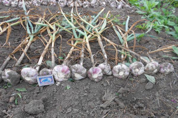 การเก็บเกี่ยวกระเทียม