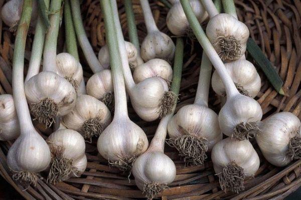 การเก็บรักษากระเทียม