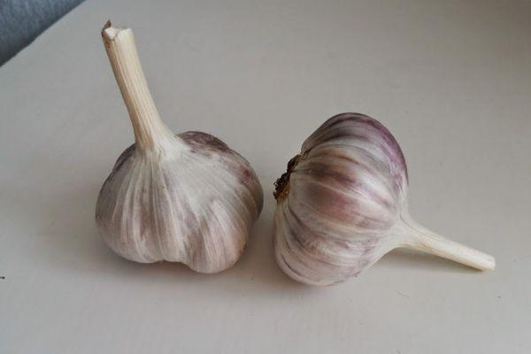 กระเทียมฤดูหนาว