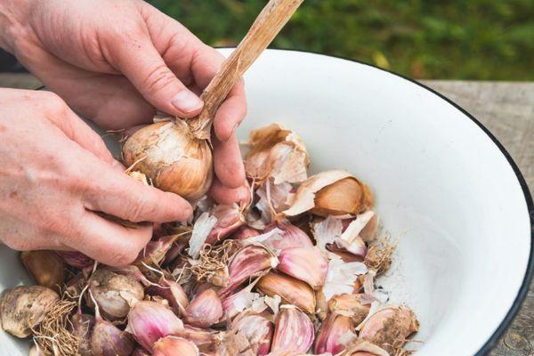 กระเทียมสำหรับปลูก