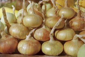 การเก็บเกี่ยวและการเก็บรักษาหัวหอม ควรขุดเมื่อใด และวิธีทำให้แห้งที่บ้าน