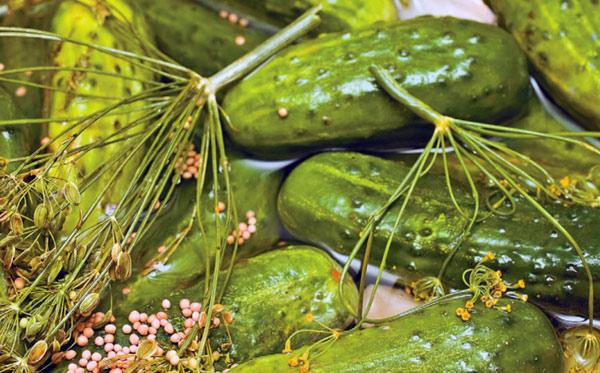 ลักษณะของแตงกวาที่มีเมล็ดมัสตาร์ด