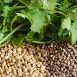 เมล็ดพืชและผักชี