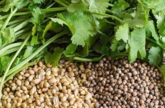 เมล็ดพืชและผักชี