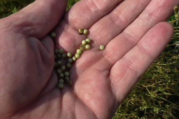 เมล็ดพันธุ์ในฝ่ามือของคุณ